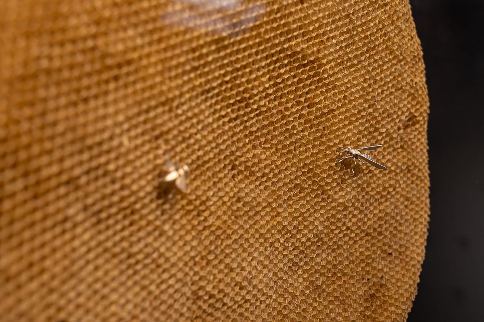 Dois insetos de frente um pro outro em uma base de colméia